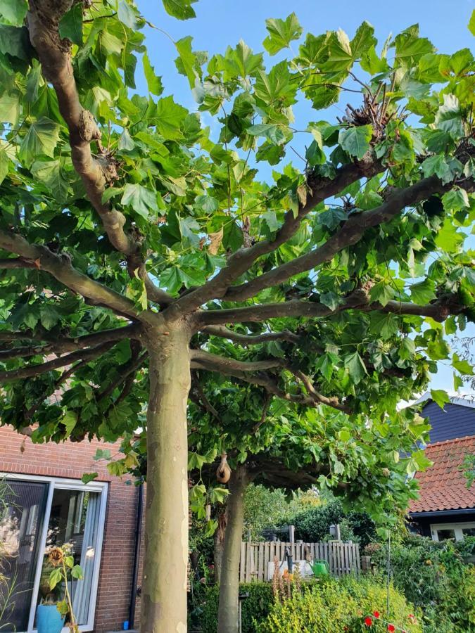 Walvisch Van Ghyspe Wormer Buitenkant foto